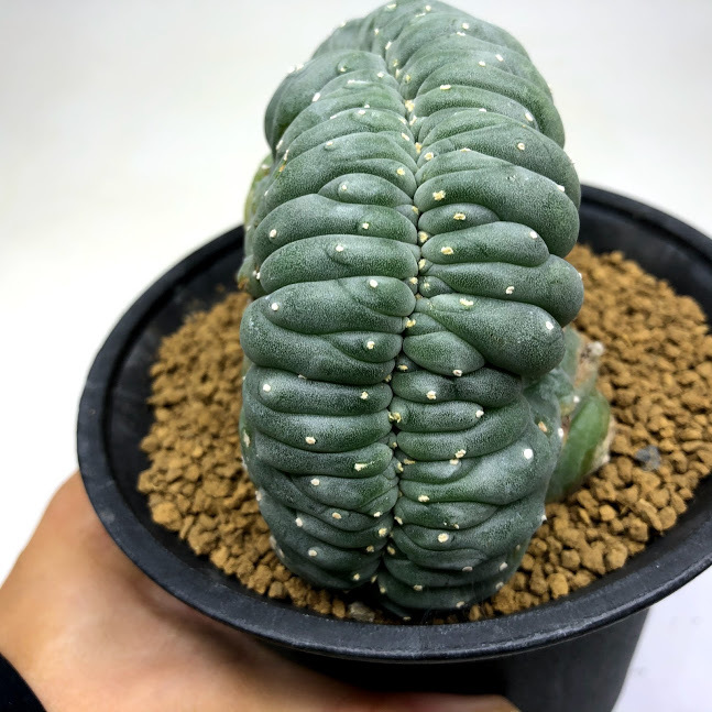 サボテン：ロフォフォラ 烏羽玉綴化（うばたまてっか）自根*幅12cm