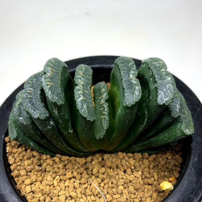 多肉植物：ハオルチア 玉扇*幅9ｃｍ 現品！一品限り : s10264v : 遊恵盆栽 Yahoo!店 - 通販 - Yahoo!ショッピング