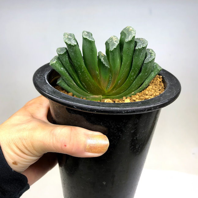 多肉植物：ハオルチア 玉扇*幅9ｃｍ 現品！一品限り : s10264v : 遊恵盆栽 Yahoo!店 - 通販 - Yahoo!ショッピング