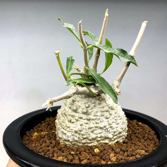 コーデックス：フォッケア エデュリス 火星人*塊根幅5.5cm 現品 一品