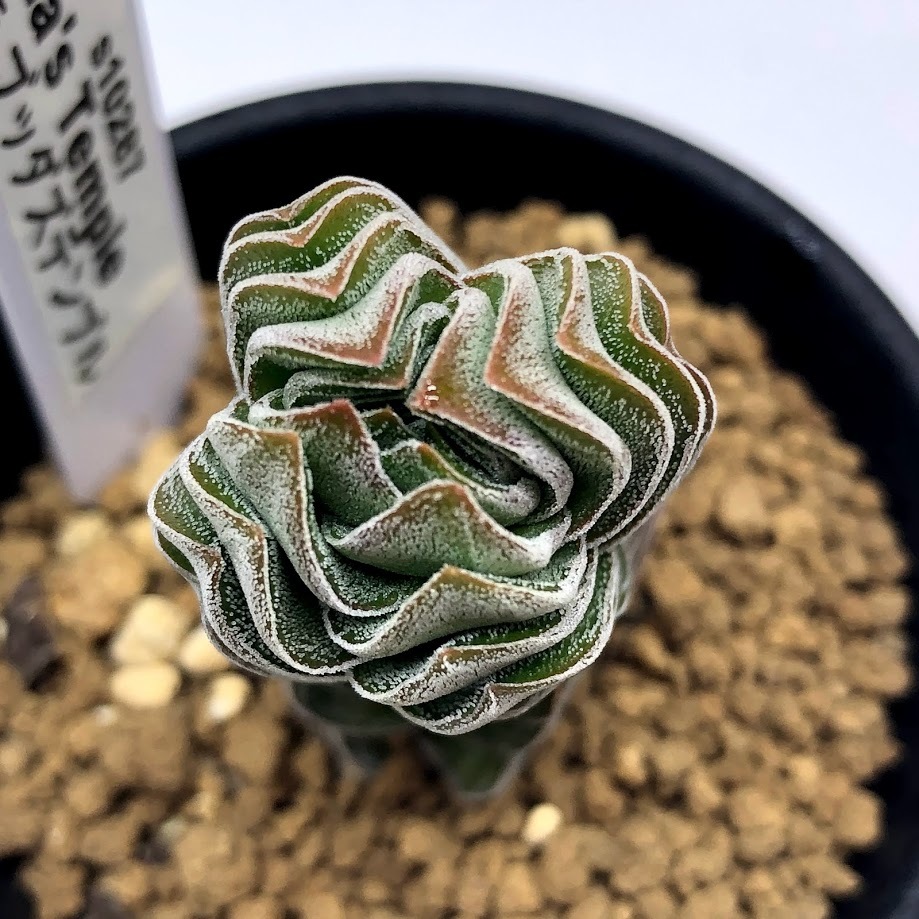 多肉植物：クラッスラ ブッダズテンプル*幅2.5cm : 遊恵盆栽 Yahoo