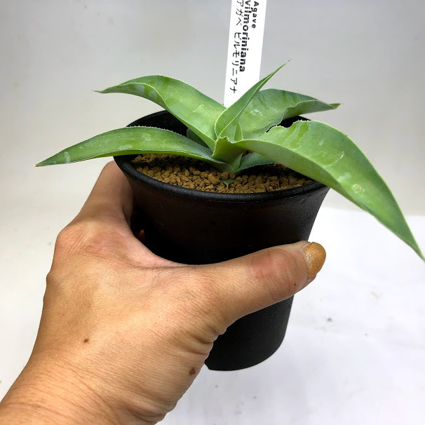 超絶希少！◇親株◇多肉植物シリーズ・アガベ属・ビルモニニアナ綴化inわけけのお店 超絶希少！◇親株◇多肉植物シリーズ・アガベ属・ビルモニニアナ綴化in