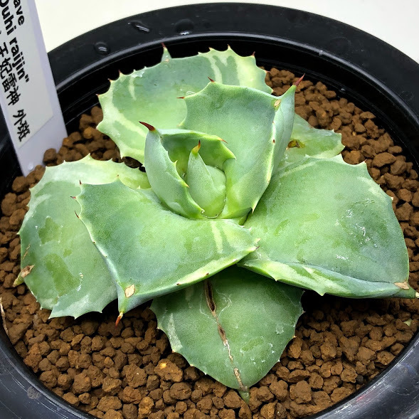 多肉植物：アガベ 王妃雷神 覆輪*幅7.5cm 現品！一品限り : 遊恵盆栽