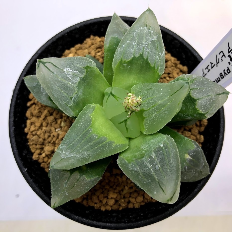 多肉植物：ハオルチア ピグマエア ミュータント*幅8cm 現品！一品