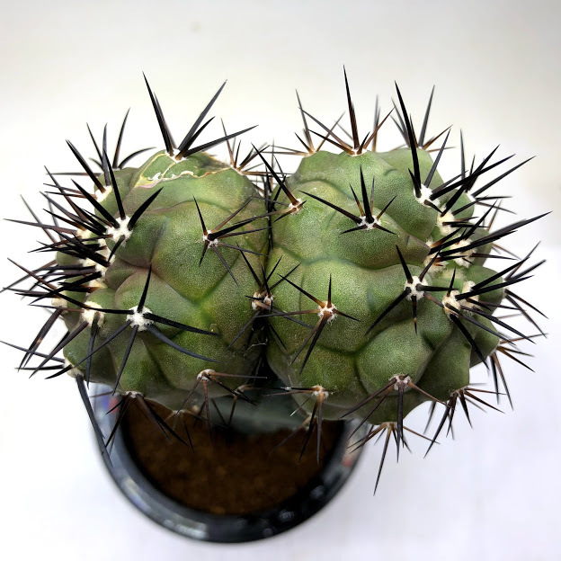 サボテン：コピアポア 黒王丸 ダブルヘッド ツギ*幅8cm 現品