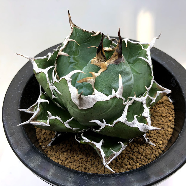多肉植物：アガベ チタノータ 白鯨*幅12cm 現品！一品限り : 遊恵