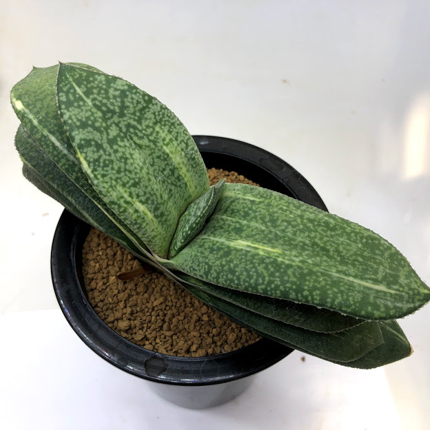 多肉植物：ガステリア ピランシー錦×グロメラータ*幅20cm 現品！一品