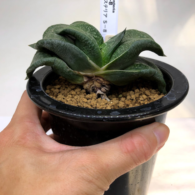 多肉植物：ガステリア s-8*幅10cm 現品！一品限り : 遊恵盆栽 Yahoo
