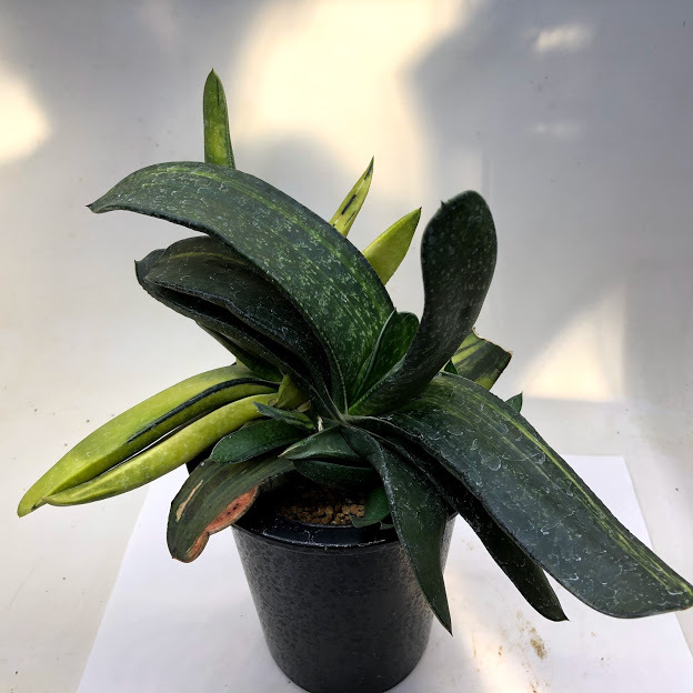 多肉植物：ガステリア ピランシー錦*幅22cm 現品！一品限り : 遊恵