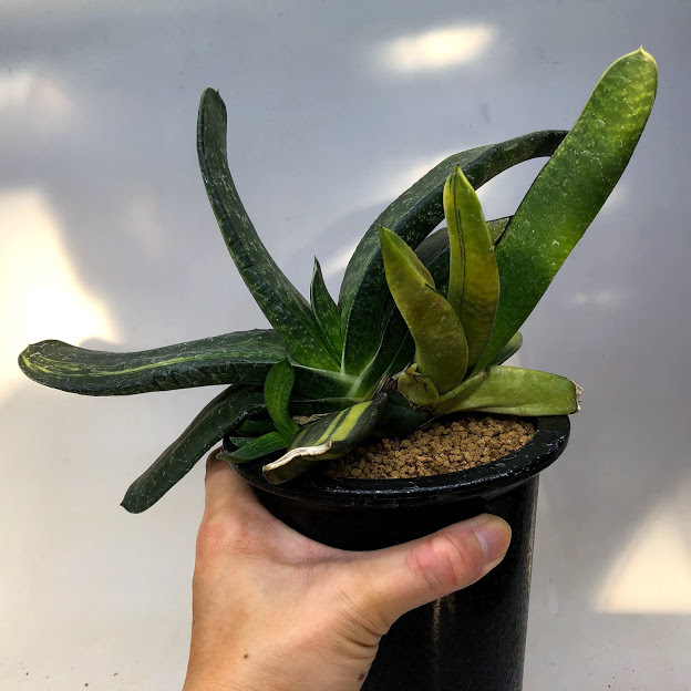 多肉植物：ガステリア ピランシー錦*幅22cm 現品！一品限り : 遊恵