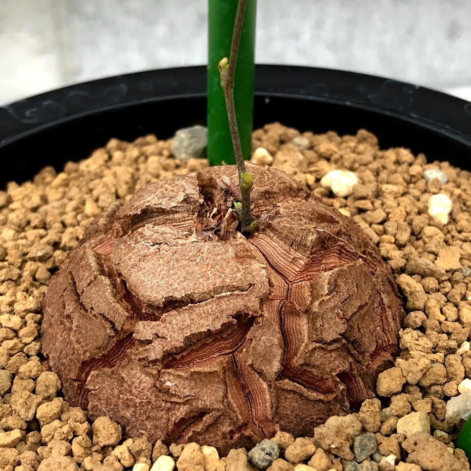 コーデックス：アフリカ亀甲竜*塊根幅5cm 現品！一品限り : 遊恵盆栽