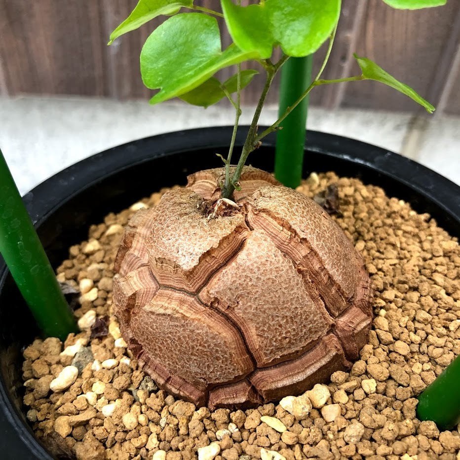 アフリカ亀甲竜 ディオスコレア エレファンティペス 塊根植物 