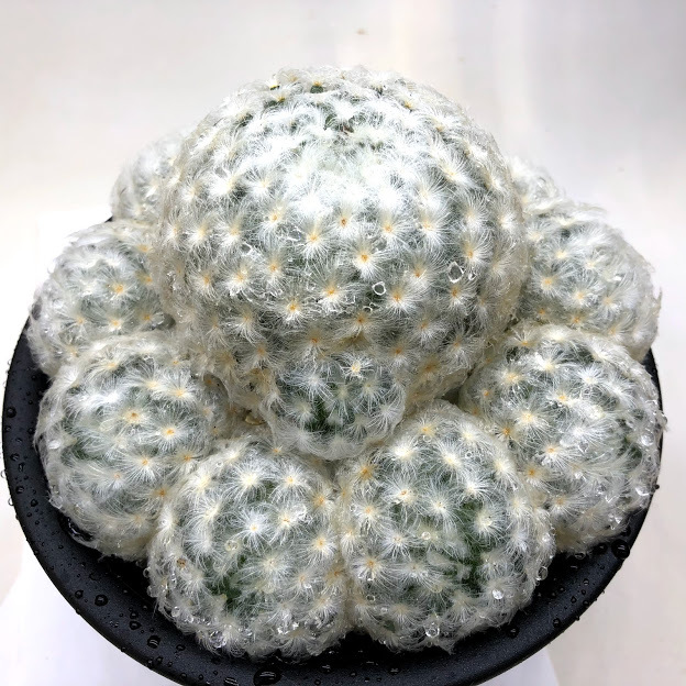 s10373v.jpg