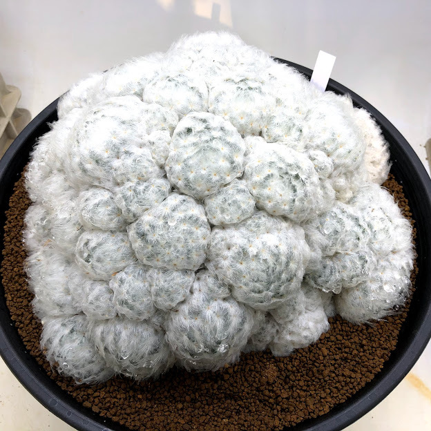 激レア マミラリア 白星 サボテン 大型 楽天市場】サボテン：マミラリア 白星*幅10cm : 遊恵盆栽 楽天市場店