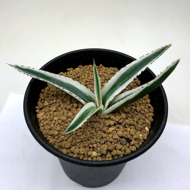 多肉植物：アガベ 氷山*幅10cm 現品！一品限り : 遊恵盆栽 Yahoo!店