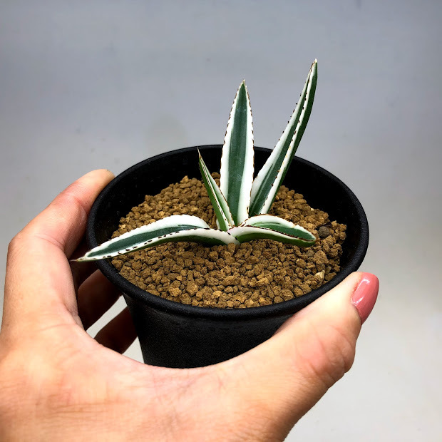 多肉植物：アガベ 氷山*幅10cm 現品！一品限り : 遊恵盆栽 Yahoo!店