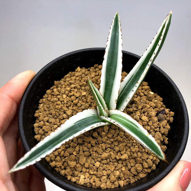 多肉植物：アガベ 氷山*幅10cm 現品！一品限り : 遊恵盆栽 Yahoo!店