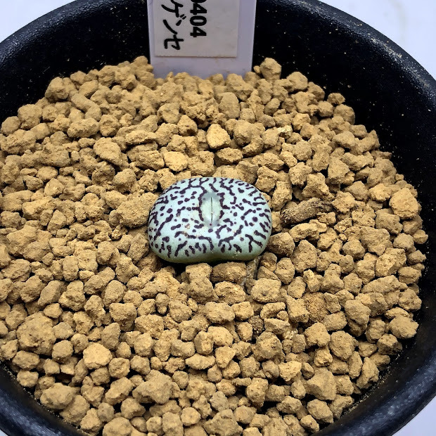 コノフィツム ウィッテベルゲンセ×セレシアナム 特選 コノフィツム ウィッテベルゲンセ×セレシアナム 特選 I105344391