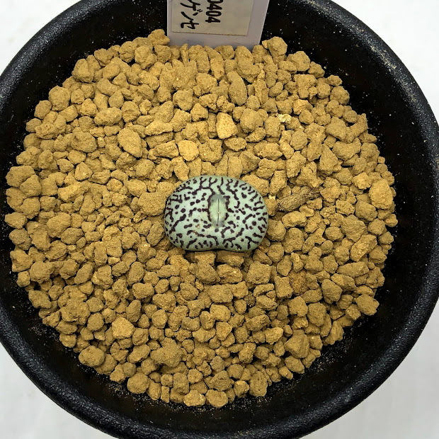 専用❤️速達付き同梱-400円コノフィツム　ウィッテベルゲンセ 鉢のまま 多肉植物 コノフィツム ウィッテベルゲンセ - メルカリ