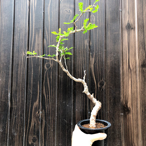 コーデックス：コミフォラ モンストローサ*幅28cm : 遊恵盆栽 Yahoo
