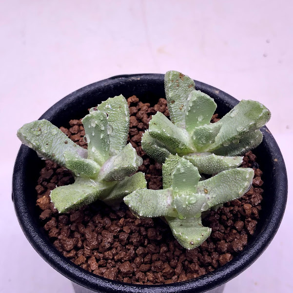 多肉植物：ストマチウム 浮舟*幅6ｃｍ