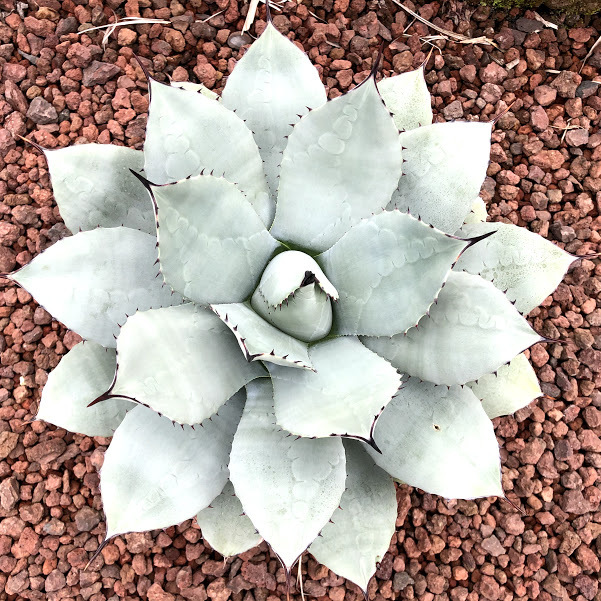 多肉植物：アガベ 吉祥天*幅41cm 現品！一品限り : 遊恵盆栽 Yahoo