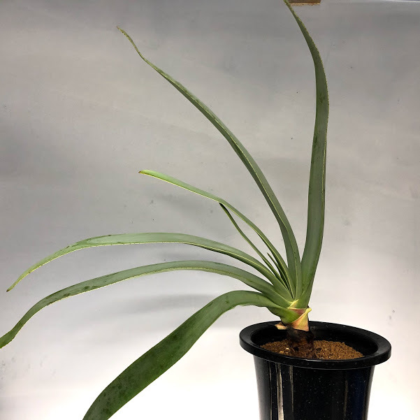 Sale 公式通販 多肉植物 アロエ プリカティリス 幅35ｃｍ 現品 一品限り Aloe Plicatilis プライスダウン30 Off Ignitegospelchoir Org