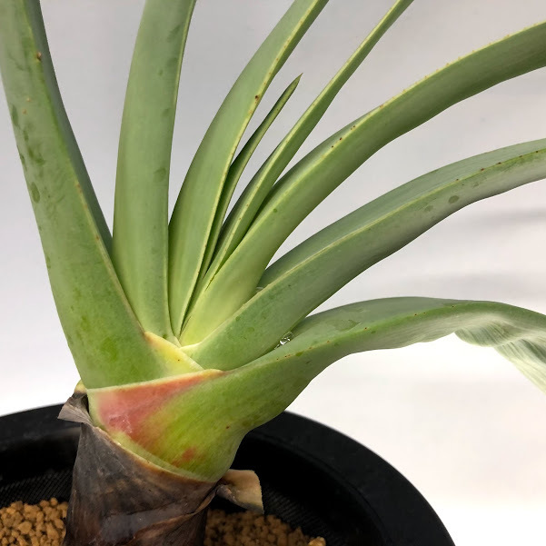 Sale 公式通販 多肉植物 アロエ プリカティリス 幅35ｃｍ 現品 一品限り Aloe Plicatilis プライスダウン30 Off Ignitegospelchoir Org