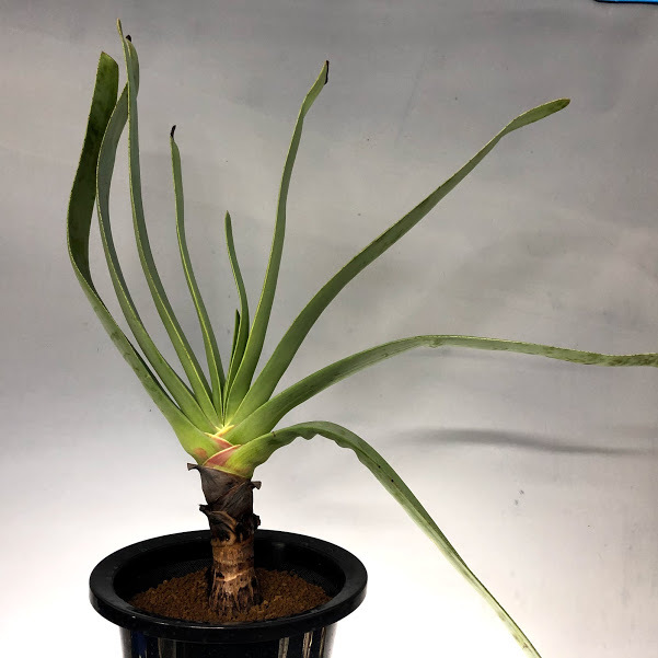 クリアランスバーゲン 多肉植物 アロエ プリカティリス 幅21ｃｍ 現品 一品限り Aloe Plicatilis リアルサープラス R4urealtygroup Com