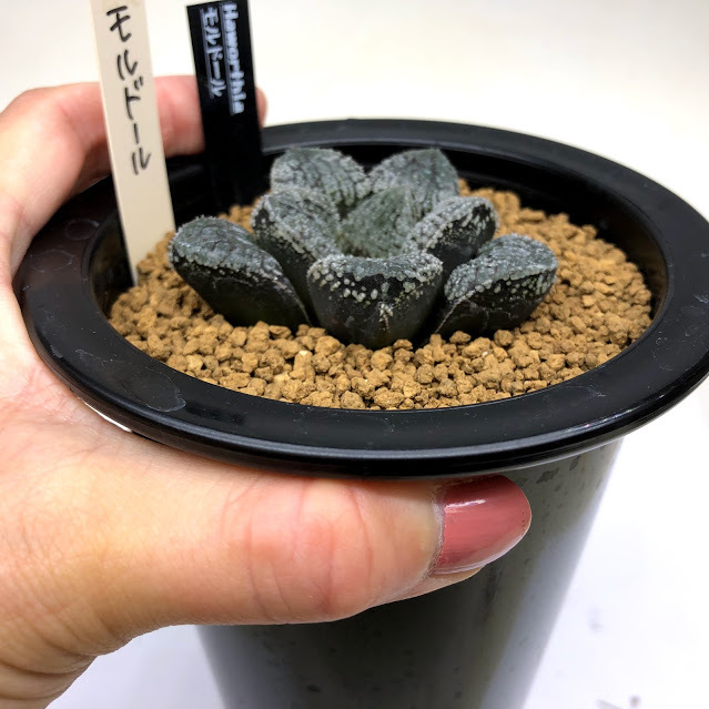 多肉植物：ハオルチア 指輪物語*幅6cm 現品！一品限り : 遊恵盆栽
