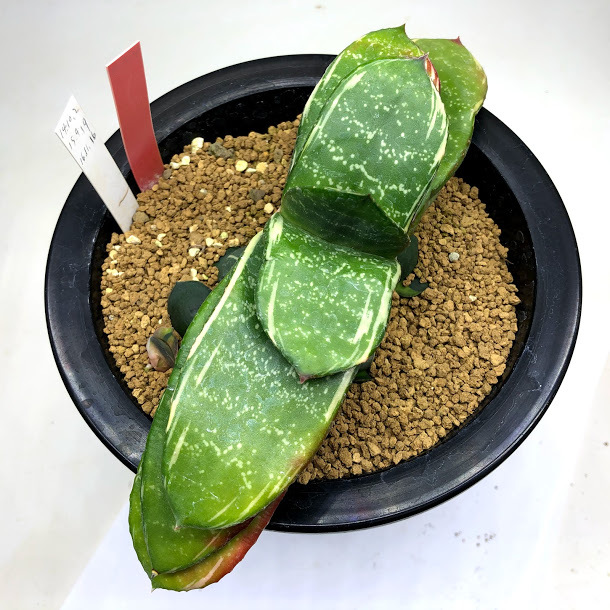 多肉植物：ガステリア 臥牛錦*幅21cm 現品！一品限り : 遊恵盆栽