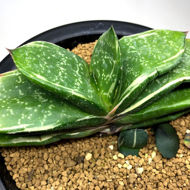 多肉植物　ガステリア　batesiana錦抜き苗 多肉植物 ガステリア batesiana錦 抜き苗 多肉植物 ガステリア