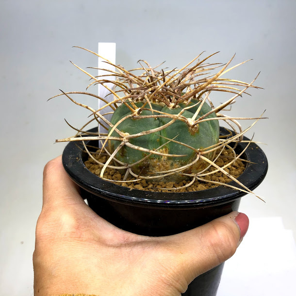 サボテン：ギムノカリキウム 光琳玉*幅6cm 現品！一品限り : 遊恵盆栽