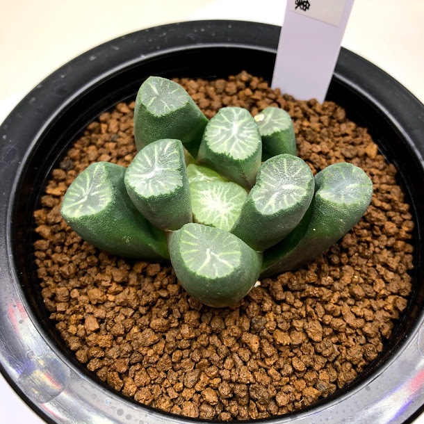 早者勝ち 多肉植物 ハオルチア 万象 幅4ｃｍ 現品 一品限り 春物がお買い得 週末限定sale R4urealtygroup Com