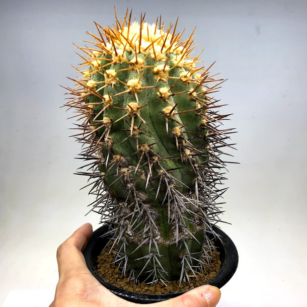 サボテン　コピアポア属　レンベッキー・ 鬼女冠　大株 　木化　鉢のまま サボテン：コピアポア レンベッキー 実生*幅7cm 現品！一品限り : 遊恵