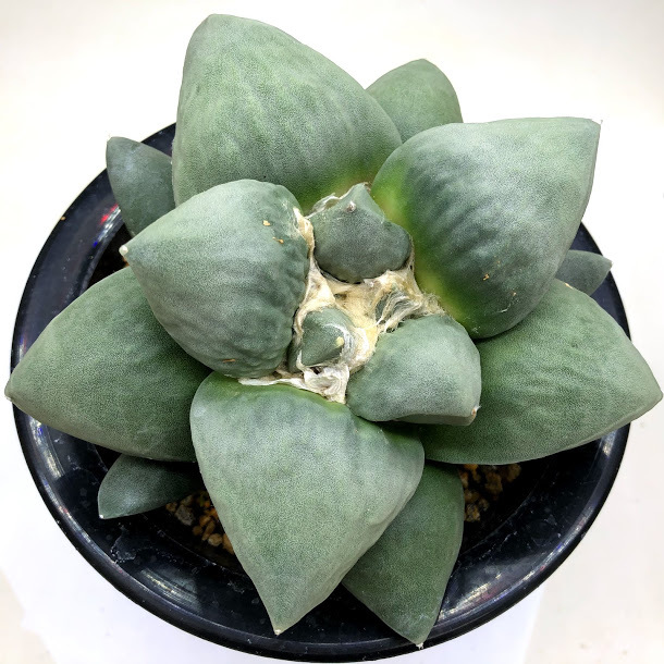 サボテン：アリオカルプス 花牡丹*幅14cm 現品！一品限り