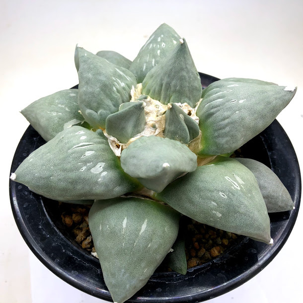 サボテン：アリオカルプス 花牡丹*幅16cm 現品！一品限り