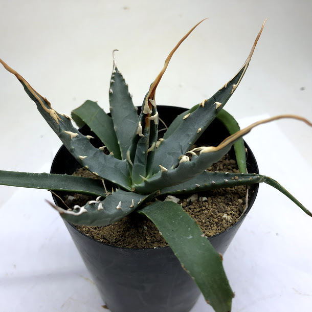 多肉植物：アガベ ユタエンシス エボリスピナ*幅12cm 現品！一品限り