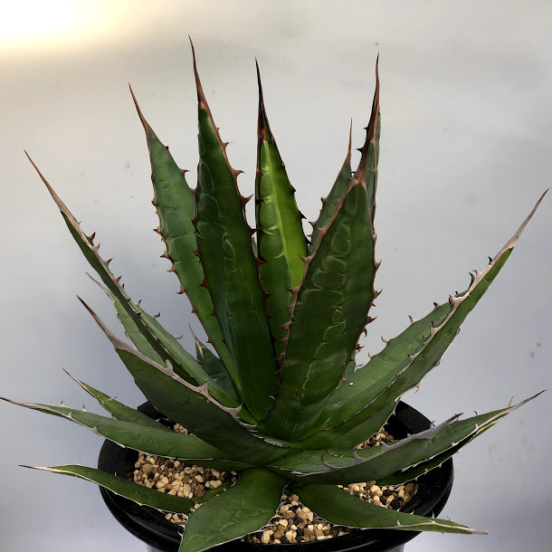 多肉植物：アガベ ホリダ 実生*幅33cm 現品！一品限り : 遊恵盆栽