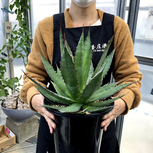 多肉植物：アガベ ホリダ 実生*幅33cm 現品！一品限り : 遊恵盆栽