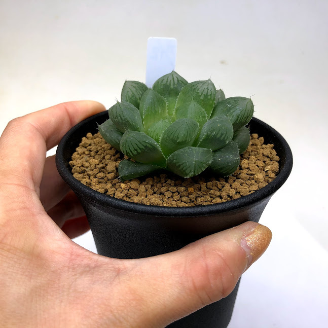 多肉植物：ハオルチア 特大窓美線超大型グリーンフォーム