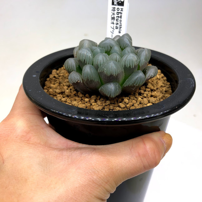 多肉植物：ハオルチア 特大窓紫オブツーサ *幅5ｃｍ 現品！一品限り : s10497v : 遊恵盆栽 Yahoo!店 - 通販 -  Yahoo!ショッピング