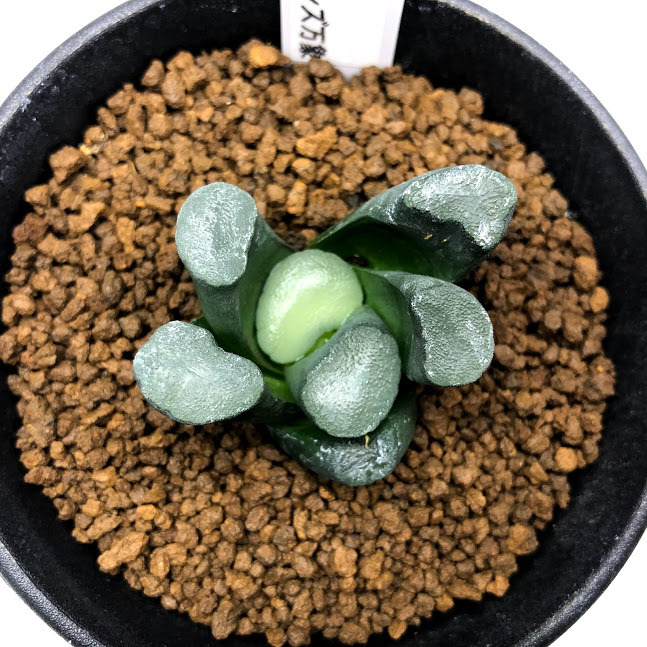 多肉植物：ハオルチア 万象 大型レンズ*幅4.5cm 現品！一品限り