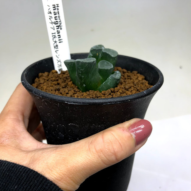 多肉植物：ハオルチア 万象 大型レンズ*幅4.5ｃｍ 現品！一品限り : s10510v : 遊恵盆栽 Yahoo!店 - 通販 -  Yahoo!ショッピング