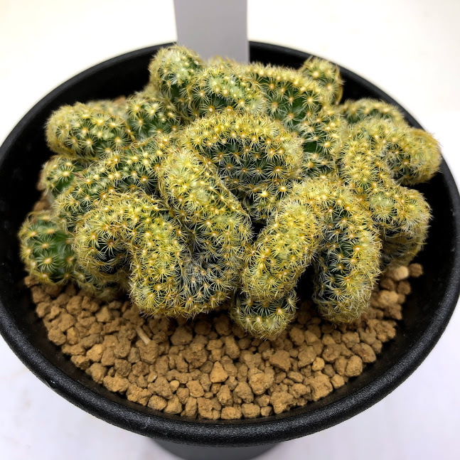 綴化サボテン アインシュタイン 幅7ｃｍ Sv 遊恵盆栽 Yahoo 店 通販 Yahoo ショッピング