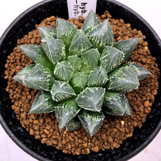 ☆魅惑の多肉植物 多肉植物 ハオルチア オブツーサ プレミアム