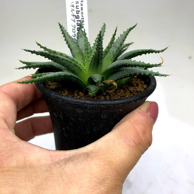 多肉植物：ハオルチア クロラカンサ サブグラウカ*M 幅10cm : 遊恵