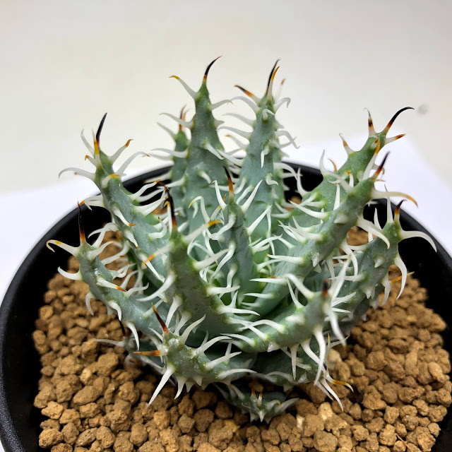 多肉植物：アロエ エリナケア*Ｌ 幅5.5ｃｍ : s10525v : 遊恵盆栽 Yahoo!店 - 通販 - Yahoo!ショッピング