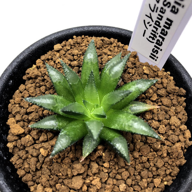 多肉植物：ハオルチア マライシー*幅4ｃｍ : s10526v : 遊恵盆栽 Yahoo!店 - 通販 - Yahoo!ショッピング