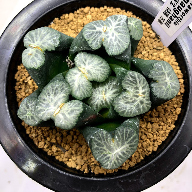 ハオルチア 万象錦 山之翠 | mocono_plants 多肉植物 ハオルシア 万象